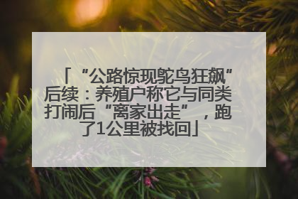 “公路惊现鸵鸟狂飙”后续：养殖户称它与同类打闹后“离家出走”，跑了1公里被找回