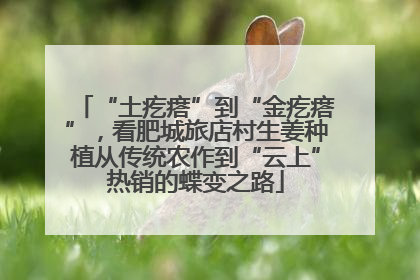 “土疙瘩”到“金疙瘩”，看肥城旅店村生姜种植从传统农作到“云上”热销的蝶变之路