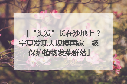 “头发”长在沙地上？宁夏发现大规模国家一级保护植物发菜群落