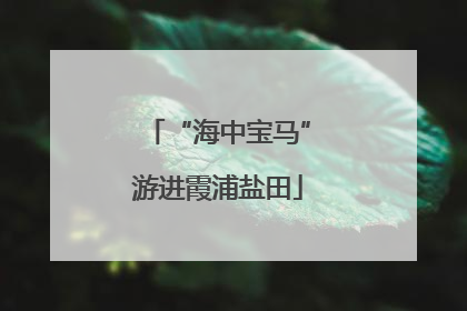 “海中宝马”游进霞浦盐田