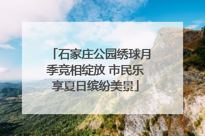 石家庄公园绣球月季竞相绽放 市民乐享夏日缤纷美景