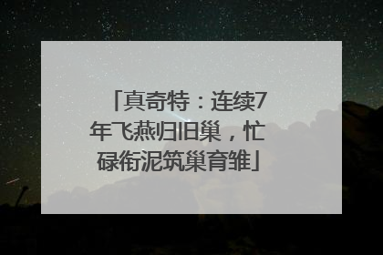 真奇特：连续7年飞燕归旧巢，忙碌衔泥筑巢育雏