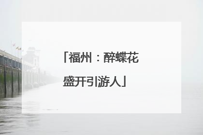 福州：醉蝶花盛开引游人