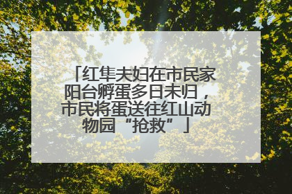 红隼夫妇在市民家阳台孵蛋多日未归，市民将蛋送往红山动物园“抢救”
