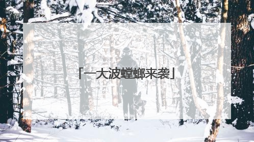 一大波螳螂来袭
