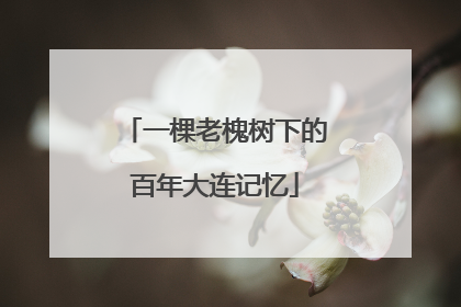 一棵老槐树下的百年大连记忆