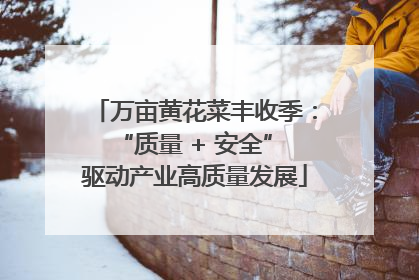 万亩黄花菜丰收季：“质量 + 安全” 驱动产业高质量发展
