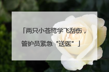 两只小苍鹭学飞刮伤，管护员紧急“送医”