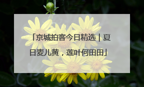 京城拍客今日精选｜夏日麦儿黄，莲叶何田田