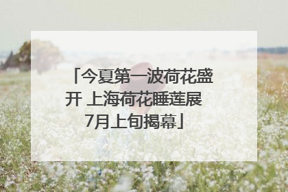 今夏第一波荷花盛开 上海荷花睡莲展7月上旬揭幕