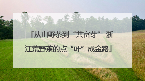 从山野茶到“共富芽” 浙江荒野茶的点“叶”成金路