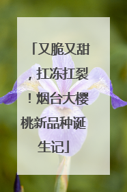 又脆又甜，扛冻扛裂！烟台大樱桃新品种诞生记