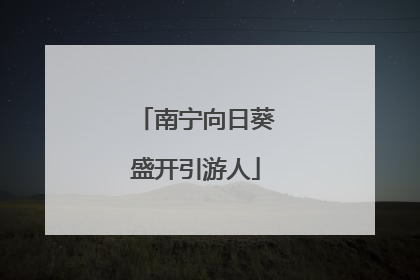 南宁向日葵盛开引游人