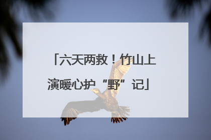 六天两救！竹山上演暖心护“野”记