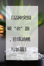 品种突围破“老”题，珍珠油桃写新篇