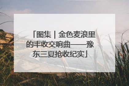图集｜金色麦浪里的丰收交响曲——豫东三夏抢收纪实