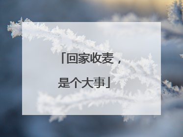 回家收麦，是个大事