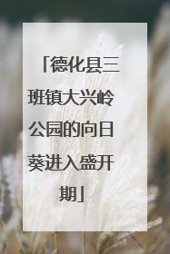 德化县三班镇大兴岭公园的向日葵进入盛开期
