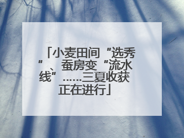小麦田间“选秀”、蚕房变“流水线”……三夏收获正在进行