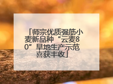 师宗优质强筋小麦新品种“云麦80”旱地生产示范喜获丰收