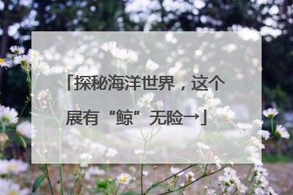 探秘海洋世界，这个展有“鲸”无险→