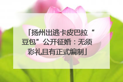 扬州出逃卡皮巴拉“豆包”公开征婚：无须彩礼且有正式编制