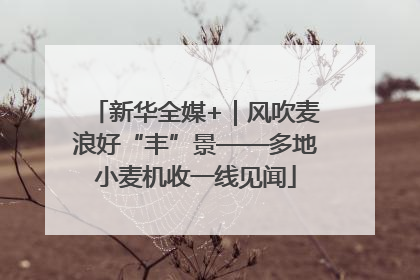 新华全媒+｜风吹麦浪好“丰”景——多地小麦机收一线见闻