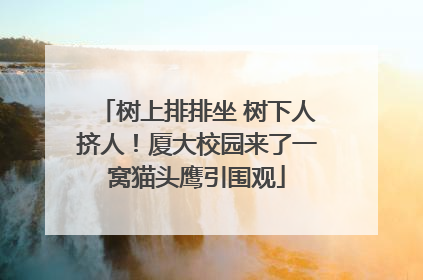 树上排排坐 树下人挤人！厦大校园来了一窝猫头鹰引围观