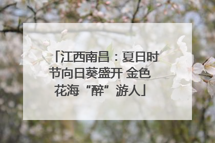 江西南昌：夏日时节向日葵盛开 金色花海“醉”游人