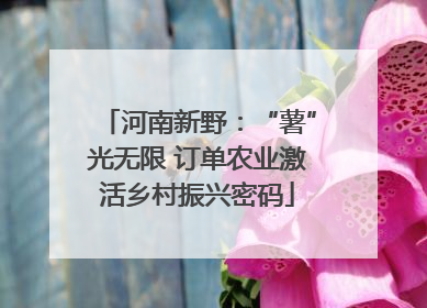 河南新野：“薯”光无限 订单农业激活乡村振兴密码