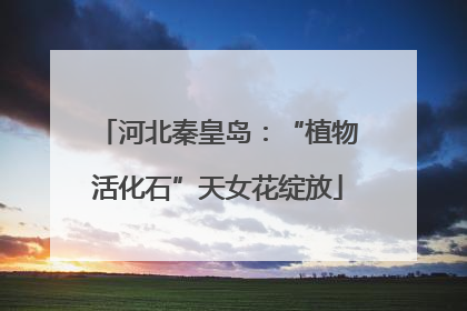 河北秦皇岛：“植物活化石”天女花绽放
