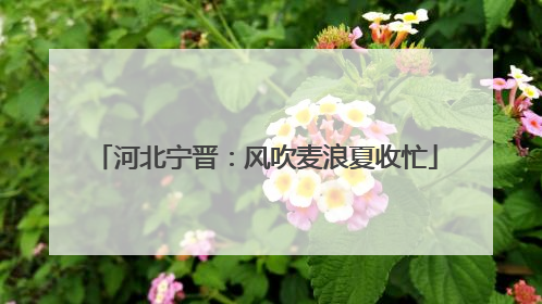 河北宁晋：风吹麦浪夏收忙