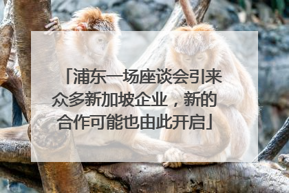 浦东一场座谈会引来众多新加坡企业，新的合作可能也由此开启