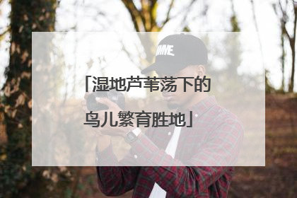 湿地芦苇荡下的鸟儿繁育胜地