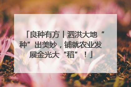 良种有方丨泗洪大地“种”出美妙，铺就农业发展金光大“稻”！