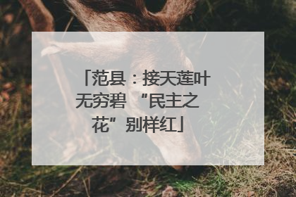 范县：接天莲叶无穷碧 “民主之花”别样红