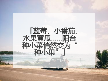 蓝莓、小番茄、水果黄瓜……阳台种小菜悄然变为“种小果”