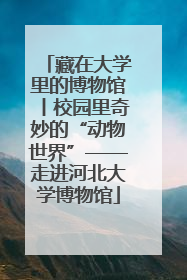 藏在大学里的博物馆丨校园里奇妙的“动物世界”——走进河北大学博物馆