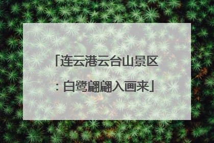 连云港云台山景区：白鹭翩翩入画来