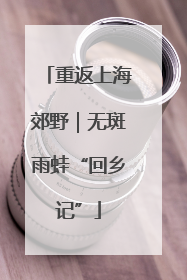 重返上海郊野｜无斑雨蛙“回乡记”