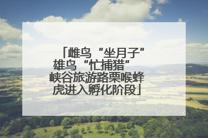 雌鸟“坐月子”雄鸟“忙捕猎” 峡谷旅游路栗喉蜂虎进入孵化阶段