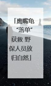 鹰嘴龟“落单”获救 野保人员放归自然