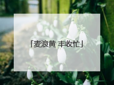 麦浪黄 丰收忙