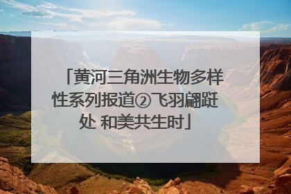 黄河三角洲生物多样性系列报道②飞羽翩跹处 和美共生时